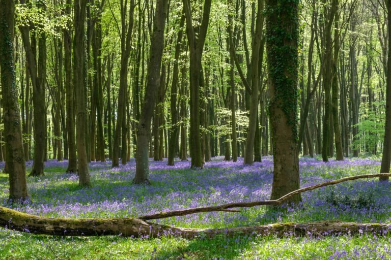 Spring in Norfolk: Bluebells, Nature Walks and the Best Outdoor Spots